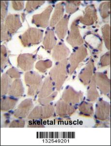 Anti-PACS2 Rabbit Polyclonal Antibody