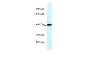 Anti-PRKACB Rabbit Polyclonal Antibody