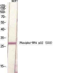 Antibody A94267-100