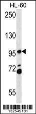 Anti-PACS2 Rabbit Polyclonal Antibody