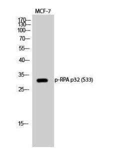 Antibody A94267-100