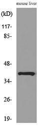 Western blot analysis of lysate from mouse liver cells using Anti-ALDOC Antibody