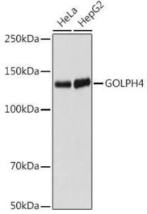 Antibody A307372-100 100 µl