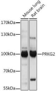 Anti-cGKII Rabbit Polyclonal Antibody