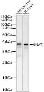 Anti-GNAT1 antibody