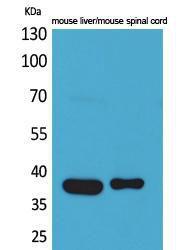 Western blot analysis of mouse liver, mouse spinal cord cells using Anti-ALDOC Antibody