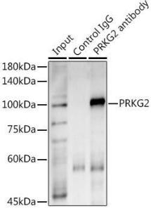 Anti-cGKII Rabbit Polyclonal Antibody