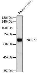 Western blot analysis of extracts of Mouse testis, using Anti-NUR77 Antibody (A15327) at 1:1000 dilution