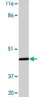 Anti-INHA Rabbit Polyclonal Antibody