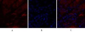 Immunofluorescence analysis of human kidney tissue using Anti-IL8 Antibody (red) at 1:200 (4°C overnight). Cy3 labelled secondary antibody was used at 1:300 (RT 50min). Panel A: Target. Panel B: DAPI. Panel C: Merge.