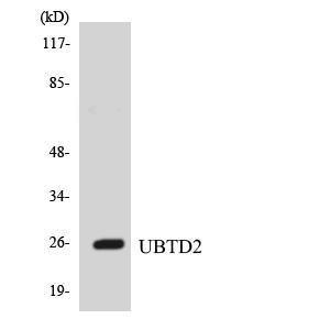 Western blot analysis of the lysates from HUVEC cells using Anti-UBTD2 Antibody