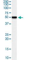 Anti-TFPI Goat Polyclonal Antibody