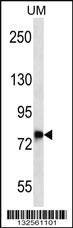 Anti-DNAJC14 Rabbit Polyclonal Antibody