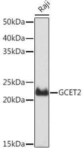 Western blot analysis of extracts of Raji cells, using Anti-GCET2 Antibody [ARC2349] (A307376) at 1:1000 dilution