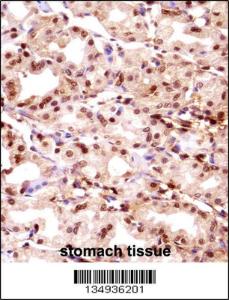 Anti-TMPO Rabbit Polyclonal Antibody (APC (Allophycocyanin))