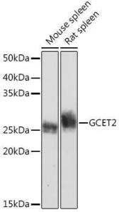 Western blot analysis of extracts of various cell lines, using Anti-GCET2 Antibody [ARC2349] (A307376) at 1:1000 dilution