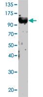 Anti-TLR12 Rabbit Polyclonal Antibody