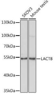 Antibody A15564-100 100 µl