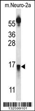 Anti-PRLH Rabbit Polyclonal Antibody