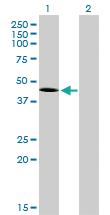 Anti-Thr Mouse Monoclonal Antibody [clone: 5H8]