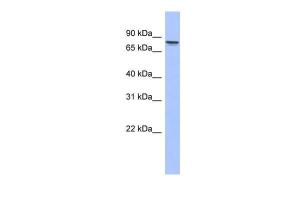 Anti-PRKCG Rabbit Polyclonal Antibody