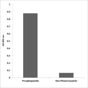 Anti-Nucleophosmin Rabbit Polyclonal Antibody