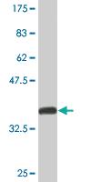 Anti-NFIC Mouse Monoclonal Antibody [clone: 2C3]