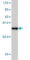 Anti-EPOR Mouse Monoclonal Antibody [clone: 3D10]