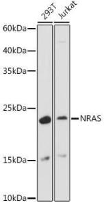 Western blot analysis of extracts of various cell lines, using Anti-NRAS Antibody (A15785) at 1:1,000 dilution. The secondary antibody was Goat Anti-Rabbit IgG H&L Antibody (HRP) at 1:10,000 dilution.