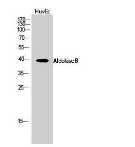 Western blot analysis of HuvEc cells using Anti-ALDOB Antibody