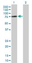 Anti-ZNF131 Mouse Polyclonal Antibody