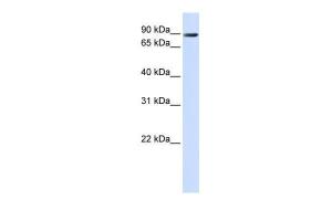 Anti-ANO10 Rabbit Polyclonal Antibody