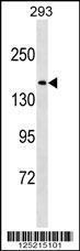 Anti-NU188 Rabbit Polyclonal Antibody (APC (Allophycocyanin))