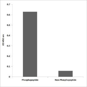 ELISA for immunogen phosphopeptide (left) and non-phosphopeptide (right) using Anti-Lyn (phospho Tyr508) Antibody