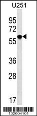 Anti-TM9SF2 Rabbit Polyclonal Antibody