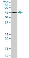 Anti-ZNF131 Mouse Polyclonal Antibody