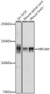 Western blot analysis of extracts of various cell lines, using Anti-NrCAM Antibody (A308349) at 1:1,000 dilution. The secondary antibody was Goat Anti-Rabbit IgG H&L Antibody (HRP) at 1:10,000 dilution.