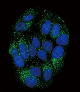 Anti-PYY Rabbit Polyclonal Antibody (HRP (Horseradish Peroxidase))