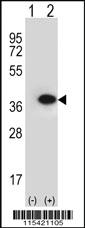 Anti-ANXA2 Rabbit Polyclonal Antibody