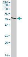 Anti-LCK Rabbit Polyclonal Antibody