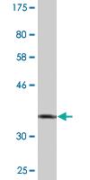 Anti-ZNF157 Mouse Monoclonal Antibody [clone: 3G3]