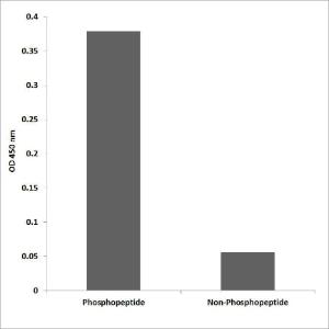 ELISA for immunogen phosphopeptide (left) and non-phosphopeptide (right) using Anti-Lck (phospho Tyr393) Antibody