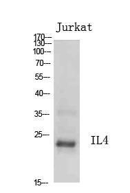 Anti-IL4 antibody