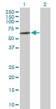 Anti-LCK Rabbit Polyclonal Antibody