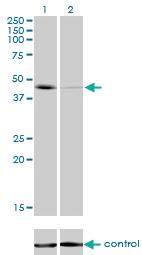 Anti-Thr Mouse Monoclonal Antibody [clone: 5H8]