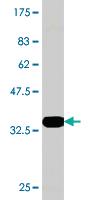 Anti-ATG12 Mouse Monoclonal Antibody [clone: 2H8]