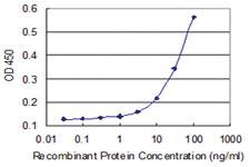 Anti-RHPN2 Mouse Monoclonal Antibody [clone: 1C5]