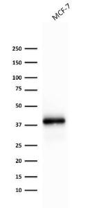 Western blot analysis of MCF-7 cell lysate using Anti-EpCAM Antibody [rEGP40/1372]