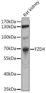 Western blot analysis of extracts of Rat kidney, using Anti-Frizzled 4 Antibody (A16096) at 1:1,000 dilution