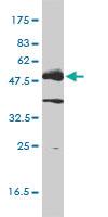 Anti-LCK Mouse Monoclonal Antibody [clone: 3F7-F5]